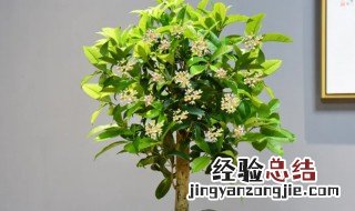 室内盆栽桂花冬季能剪枝吗 桂花秋季移栽要剪叶吗