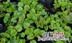 金钱草要怎么样去栽培 金钱草种植技巧有哪些