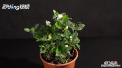 小叶栀子花一盆栽几株，小叶栀子花盆栽图片大全