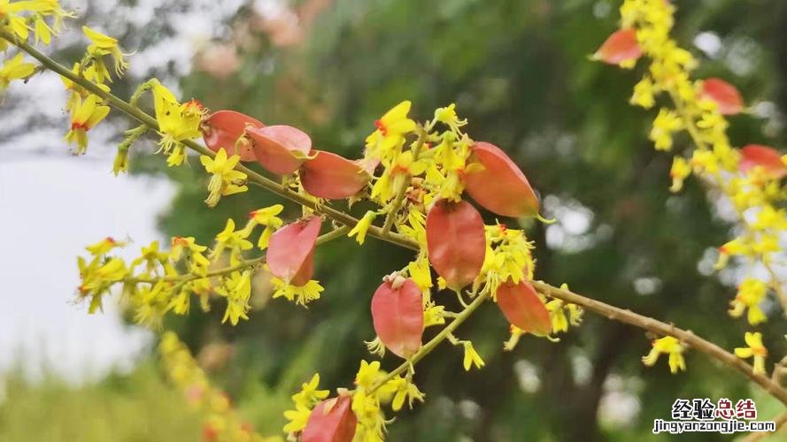 扬州适合养什么花，市花和市树是什么