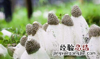 竹荪的生长过程及采摘方法 竹荪是怎么长出来的视频