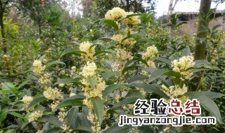 四季桂花树几年开花 桂花树几年开花