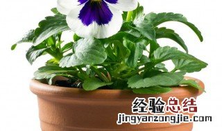 何首乌怎么栽盆景 何首乌怎样盆栽