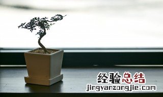 过年送什么盆栽 过年送什么盆栽给老师比较好