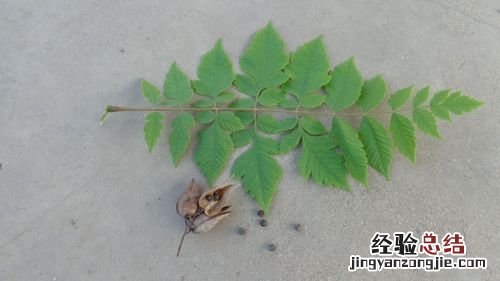 凌霄花小苗当年能否开花,小苗一年能长多大