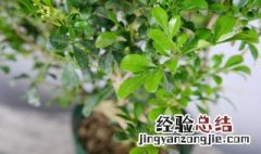 米兰花什么时候修剪盆栽 米兰花适合什么时候剪枝