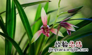 兰花怎么种植 种植兰花方法