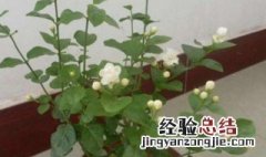 盆栽茉莉冬季怎样过冬 盆栽茉莉冬天怎么养护