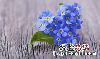 勿忘我需要醒花吗 勿忘我花为什么叫勿忘我