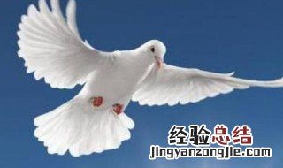 夏天顶楼的鸽子会热死吗 夏天顶楼的鸽子会不会热死