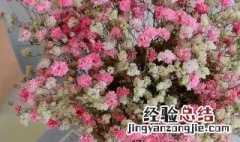 满天星多久枯萎 枯萎后能当干花养吗 满天星干花会枯萎吗