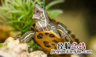 巴西乌龟冬天要不要放水 冬天巴西龟要放在水里吗