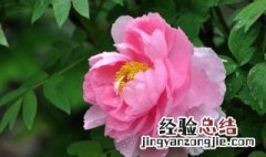 花中之王到底是帝王花还是牡丹花? 花中之王是牡丹花吗