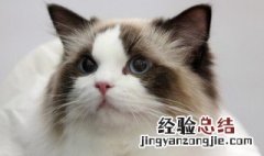 家里有猫怎么除蟑螂 家有猫怎么灭蟑螂