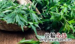 艾草泡脚用干的好还是新鲜的好呢 艾草泡脚用干的好还是新鲜的好