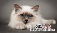 梦到小猫是什么征兆 女性 梦到小猫