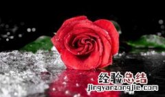 玫瑰花干枯怎么办 玫瑰花枯萎怎么处理