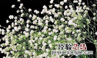 干花满天星霞花是上色的花吗 怎么给干花满天星上色