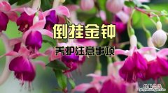 倒挂金钟花的养殖方法和注意事项