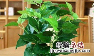 绿藤养殖方法和注意事项 绿藤的养殖方法和注意事项