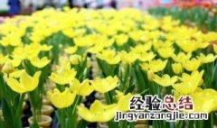 郁金香花球怎么保存 保存郁金香花球方法