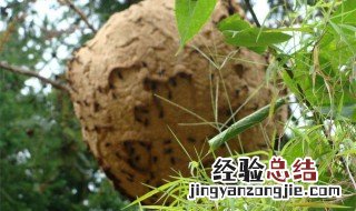 蚂蜂窝捅了蚂蜂多久才能走 蚂蜂的简介