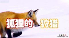 狡猾又幽默的狐狸出自哪里