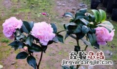 香妃茶花怎么扦插 香妃茶花怎么插苗