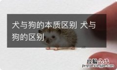 犬与狗的本质区别 犬与狗的区别