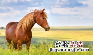 风华正茂打一生肖是什么 风华正茂打一生肖是啥