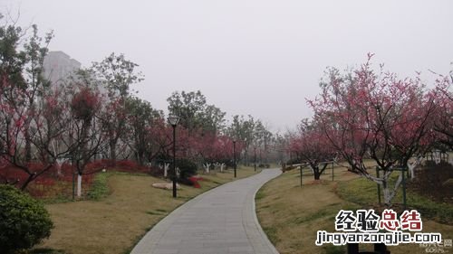 绍兴适合养什么花，市花和市树是什么