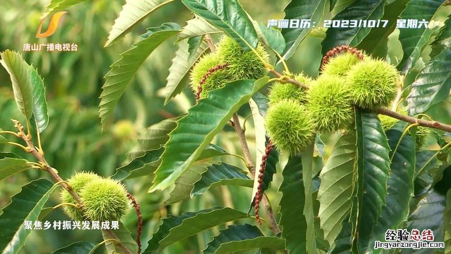 俏黄栌的养殖方法和注意事项