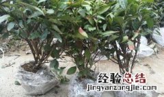 茶树盆栽怎么修剪 新栽植的茶树怎样修剪