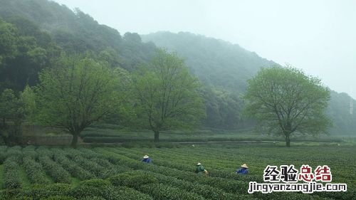 鸡鸣桑树颠意思