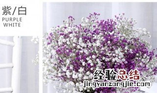 满天星插花瓶里需要水吗 满天星花用插水瓶吗