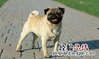 八哥犬怎么挑选 八哥犬怎么挑选品相好