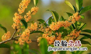 桂花怎样修剪几月份修剪 桂花的修剪时间和方法