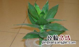 带根的富贵竹怎样快速发芽 带根富贵竹观音竹怎么养