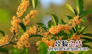 怎样修剪四季桂花盆景 四季桂花盆景什么季节修剪好