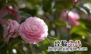 茶花叶子发黑掉了怎么办 茶花叶子发黑掉了是什么原因