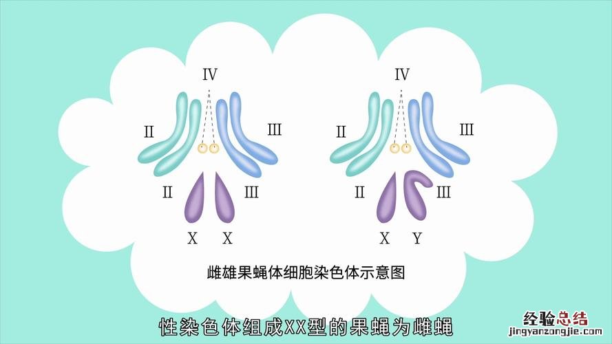 基因在染色体上呈什么排列