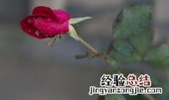 只有茎的玫瑰花怎么养 玫瑰花的茎可以种成花吗