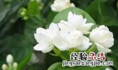 茉莉花的叶子枯萎了是什么原因呢 茉莉花的叶子枯萎了是什么原因