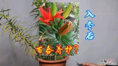 新买来的百合花怎么养