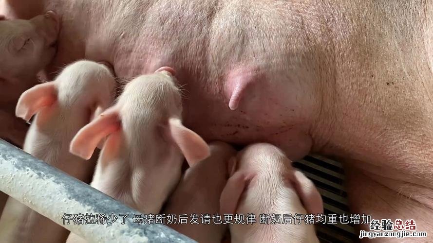 母猪怎么喂养