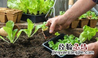 植物叶子打卷是怎么了 绿叶植物叶子打卷怎么办