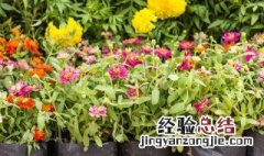 水仙花叶子耷拉下来了 水仙花的叶子为什么耷拉下来了