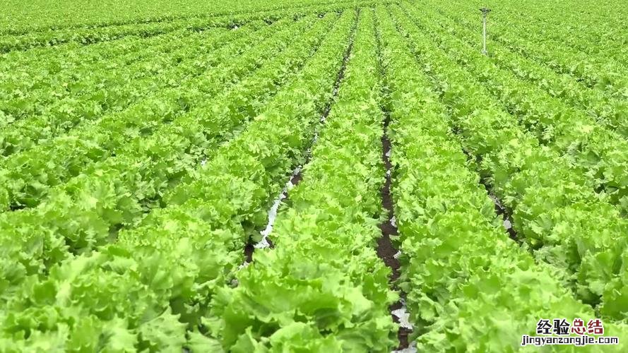 露天种生菜后地干能浇水吗，生菜如何烫水不会黄