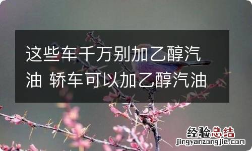 这些车千万别加乙醇汽油 轿车可以加乙醇汽油吗