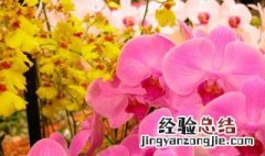 花中君子指的是什么花? 花中君子指的是什么花